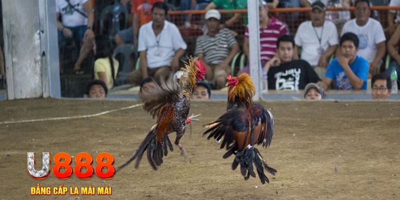 95vn đăng nhập mậu binh khuyến mãi