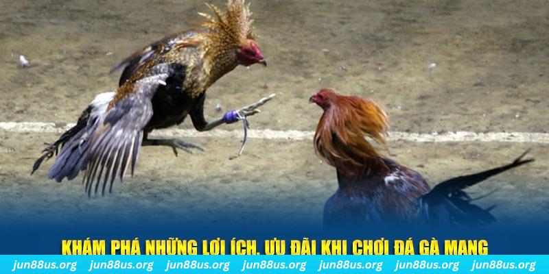 95vn đăng nhập liêng live