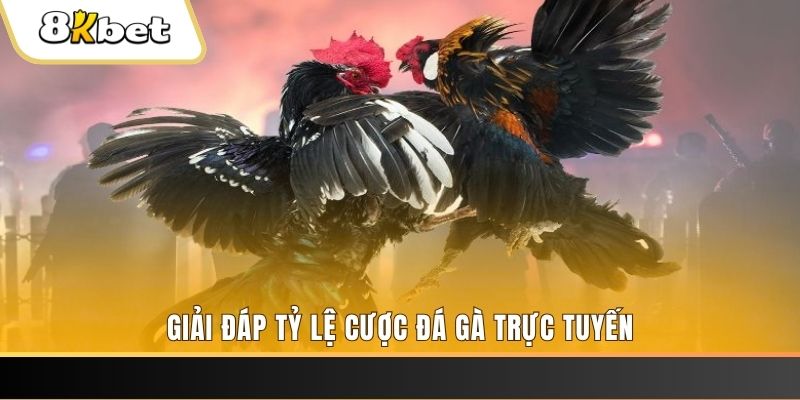 95vn trực tiếp đá gà thomo