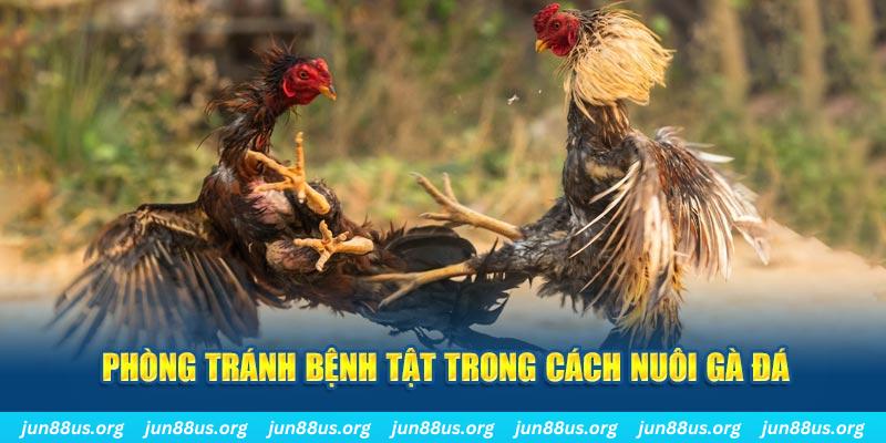95vn Bài Poker Bonus